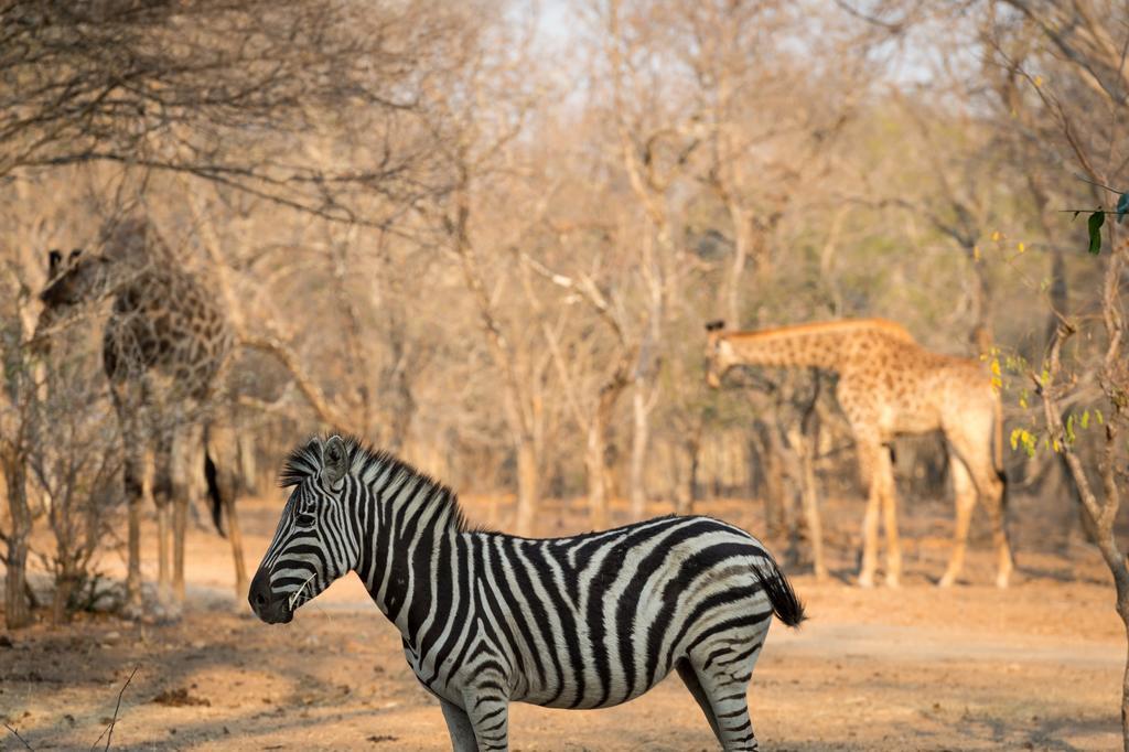 Klaserie River Safari Lodge Hoedspruit Exteriér fotografie