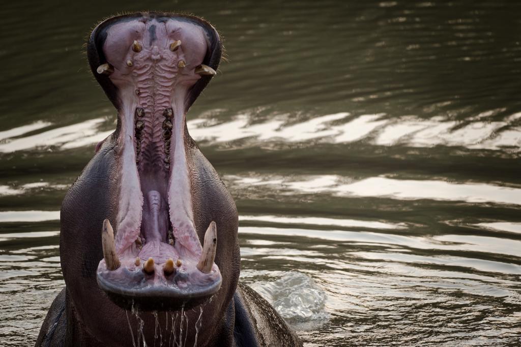 Klaserie River Safari Lodge Hoedspruit Exteriér fotografie